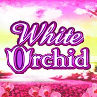 white-orchid-slot