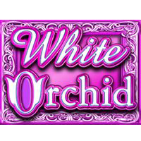 white-orchid-wild