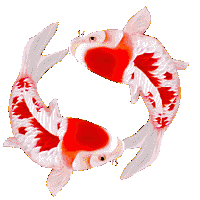 fortune-luck-fish